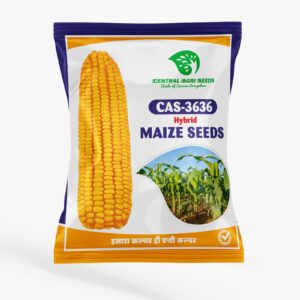 CAS-3636 Hybrid Maize Seeds offer high yield, strong disease resistance, and adaptability to various climates. With fast germination and superior cob quality, they are ideal for commercial and subsistence farming. Get a healthier, more productive harvest today!