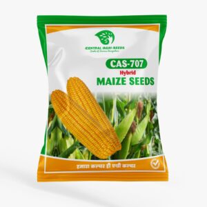 CAS-707 Hybrid Maize Seeds